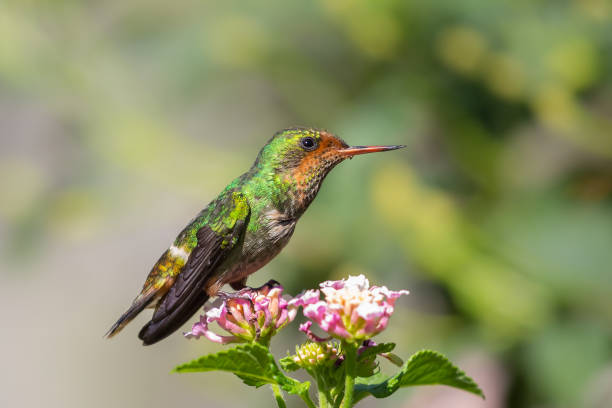 istock Female Frilled Coquette perched 689822960