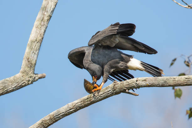 Snail Kite and Apple Snail
