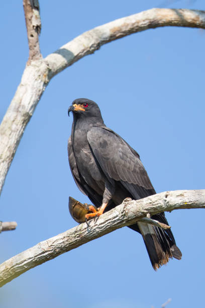 istock Snail Kite and Apple Snail 689825012