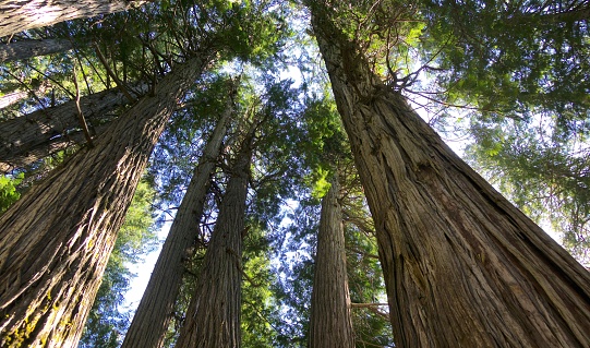 Giant Cedar Forest