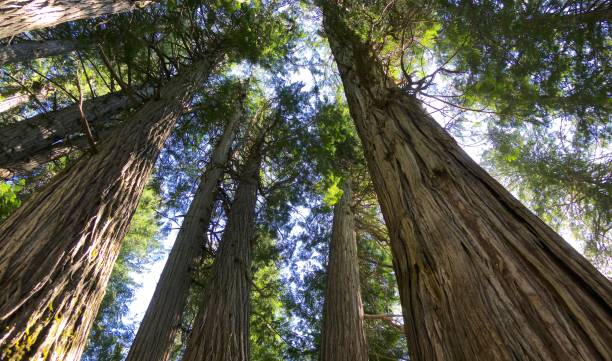 gigantyczny las cedrowy - british columbia rainforest forest canada zdjęcia i obrazy z banku zdjęć