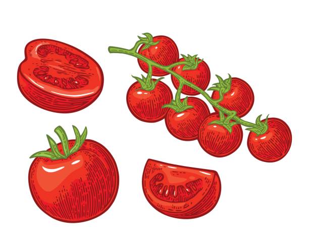 ilustrações, clipart, desenhos animados e ícones de conjunto de tomates de mão desenhada. ramo, todo e fatia. - cherry tomato tomato white background vegetable