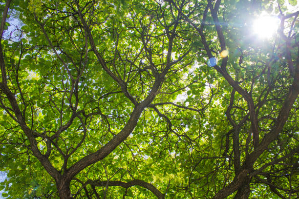 istock Huge bush view from below with a view of the sun 689832366
