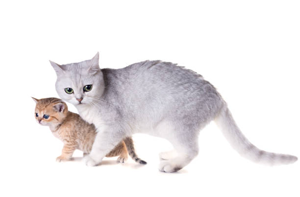 istock Cat with a kitten.  British Shorthair. Isolated on white background 689835296