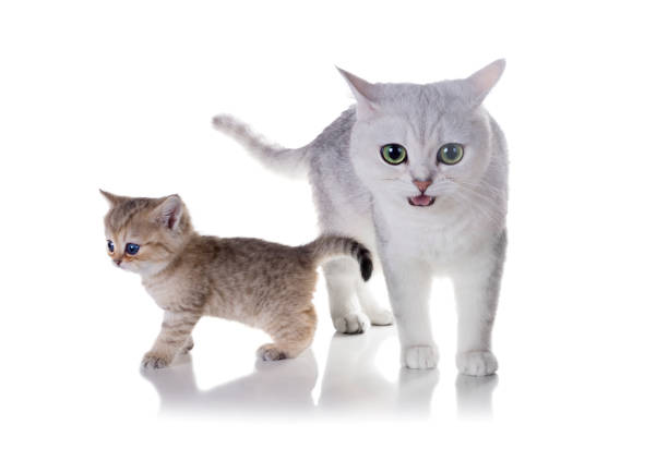istock Cat with a kitten.  British Shorthair. Isolated on white background 689835406