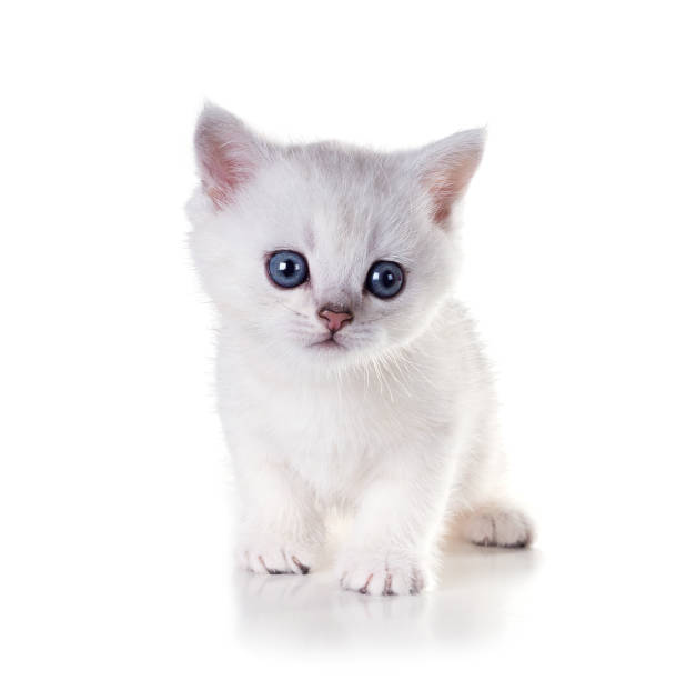 istock Monthly kitten   British Shorthair. Isolated on white background 689835428