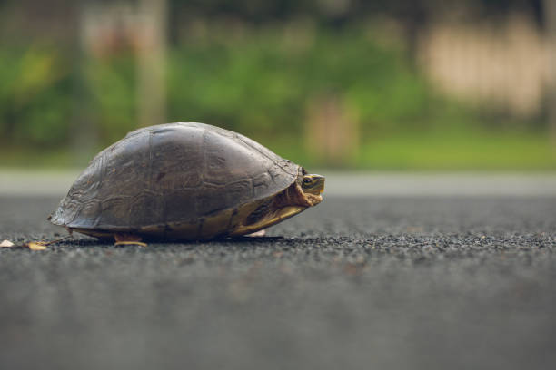 istock Turtle is shy inside shell on the floor, take head for looking someone. Animal abstract background. 689839024