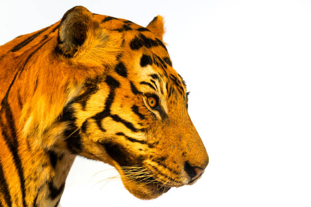 Portrait of tiger, tiger face on white background.