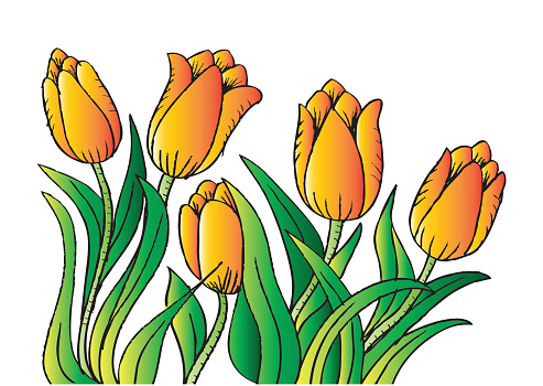 Holland Tulips Hand Drawing Illustration Stock Illustration - Download ...