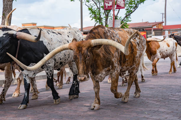 istock Fort Worth Texas Longhorn Cattle Drive 689852702