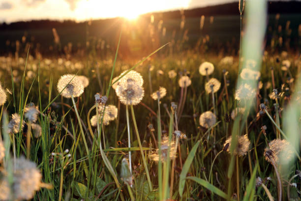 istock Blowballs in a field by sunset 689857724