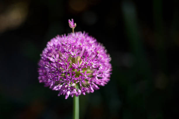 pink allium flower closeup