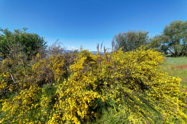 istock yellow broom flowers on riverside beach 689859978