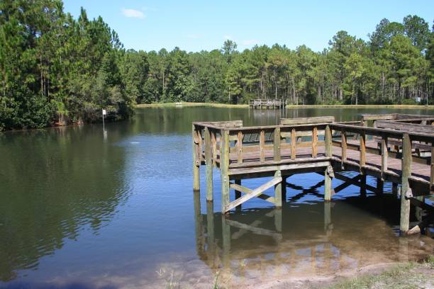 istock Fishing dock in wooded area 689860574