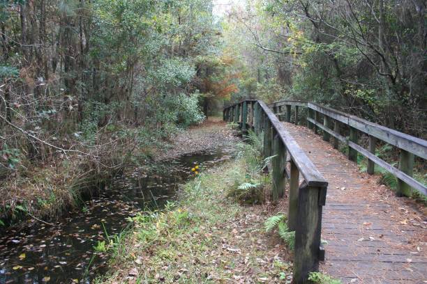 istock Wooden bridge in the woods 689860638