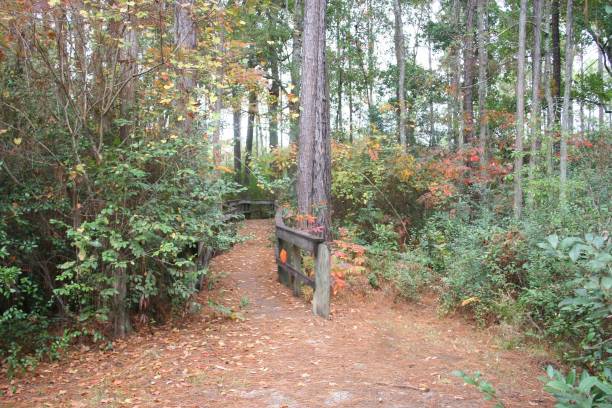 istock Wooden bridge in the woods 689860654