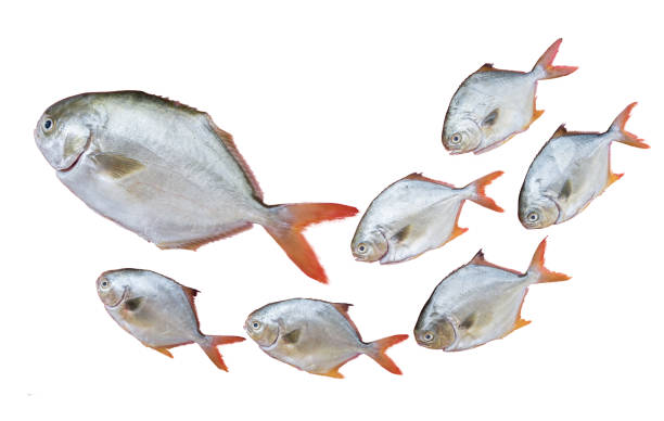 istock Gold Pomfret fish family in the queue isolated on white 689864466