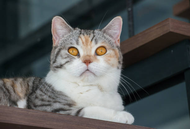 istock The American wirehair cat. 689867808
