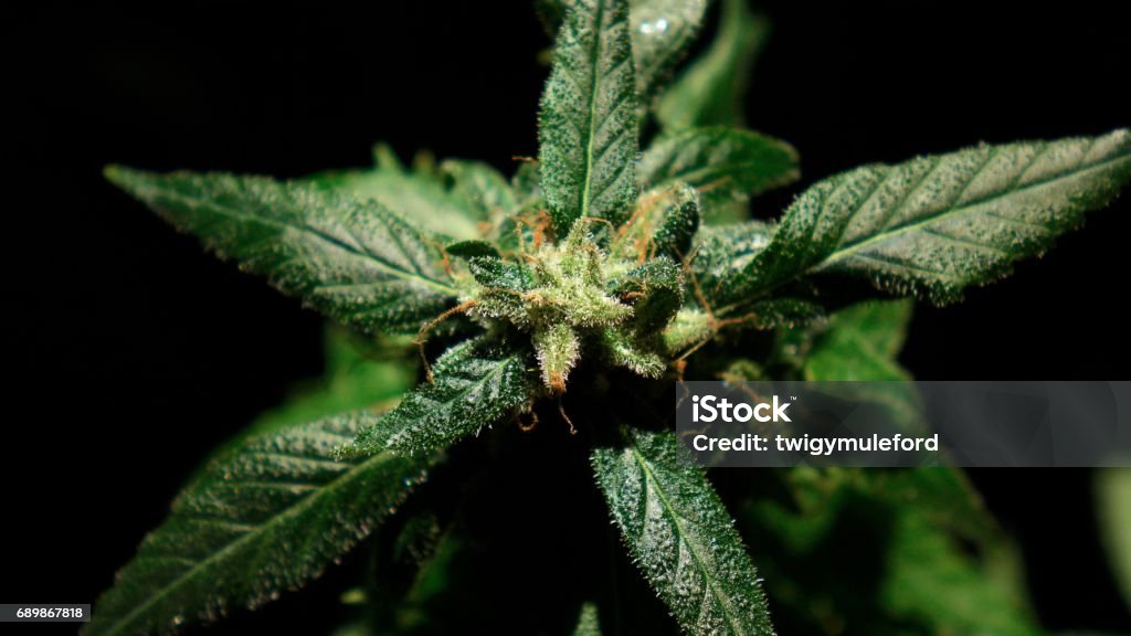 Amnesia Haze A photo of Cannabis Sativa strain Amnesia Haze, legally grown by a licensed medical patient. Justin Trudeau Stock Photo