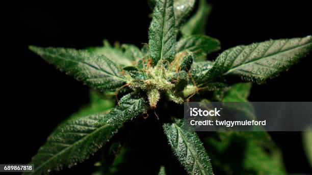 Amnesia Haze Stock Photo - Download Image Now - Justin Trudeau, 2018, Agriculture