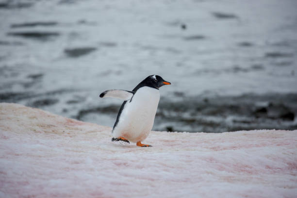 istock Antarctica: Gentoo Penguin at Damoy Point 689874284