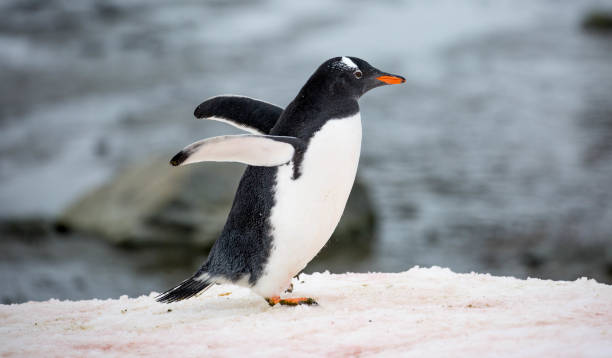istock Antarctica: Gentoo Penguin at Damoy Point 689874372