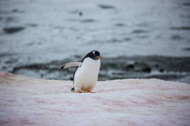 istock Antarctica: Gentoo Penguin at Damoy Point 689874430