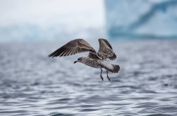 istock Antarctica: South Polar Skua at Damoy Point 689874440
