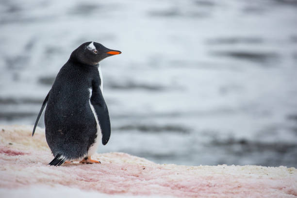 istock Antarctica: Gentoo Penguin at Damoy Point 689874446