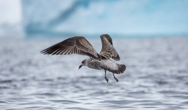 istock Antarctica: South Polar Skua at Damoy Point 689874800
