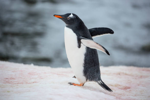 istock Antarctica: Gentoo Penguin at Damoy Point 689874922