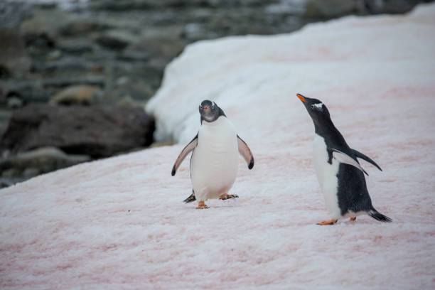 istock Antarctica: Gentoo Penguin at Damoy Point 689875032