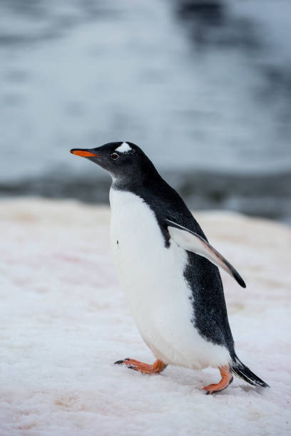 istock Antarctica: Gentoo Penguin at Damoy Point 689875056