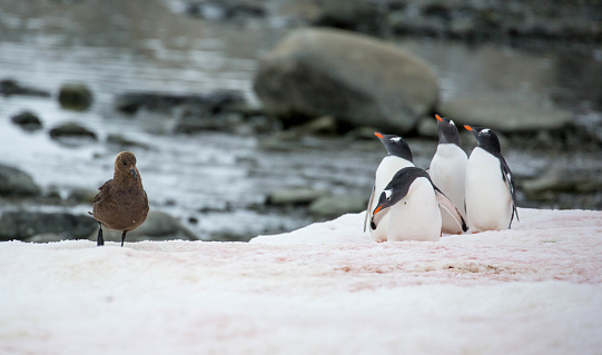 A group of Gentoo Penguins (Pygoscelis papua) fend off a Brown Skua ( Catharacta antarctica) at Damoy Point.