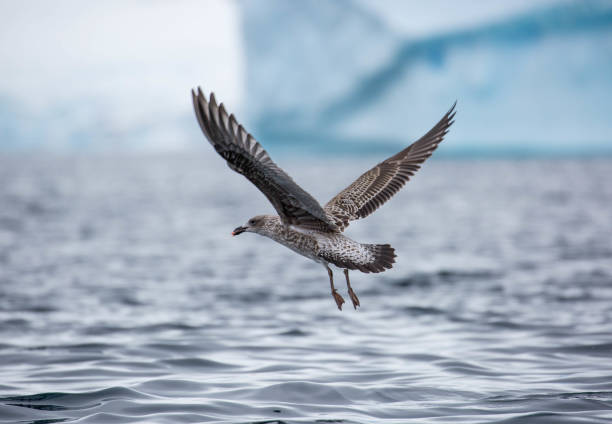 istock Antarctica: South Polar Skua at Damoy Point 689875144