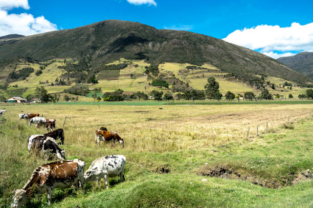 istock Cows eating grass in a sunny day 689875150
