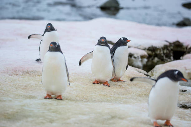 istock Antarctica: Gentoo Penguins at Damoy Point 689875190