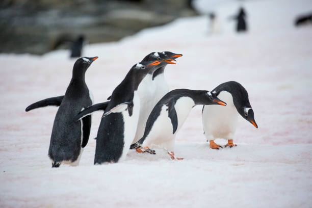 istock Antarctica: Gentoo Penguins at Damoy Point 689875300