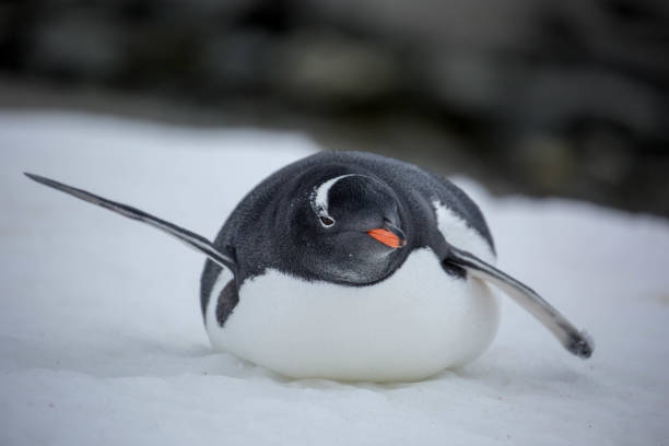 istock Antarctica: Gentoo Penguin at Damoy Point 689875328