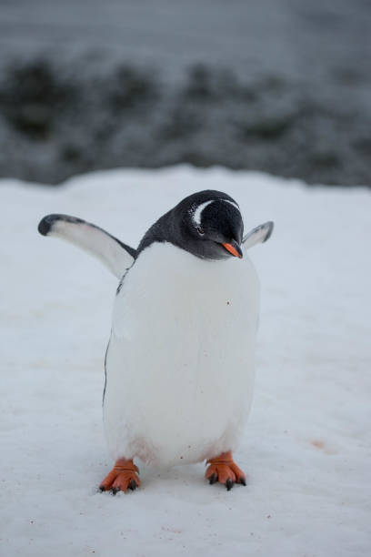 istock Antarctica: Gentoo Penguin at Damoy Point 689875470