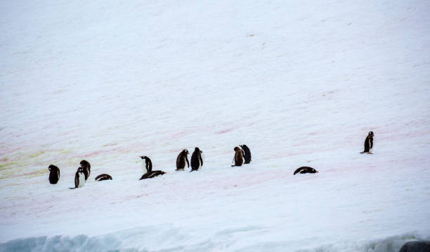 istock Antarctica: Gentoo Penguins at Damoy Point 689875562