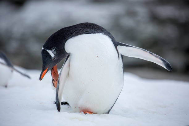 istock Antarctica: Gentoo Penguin at Damoy Point 689875646