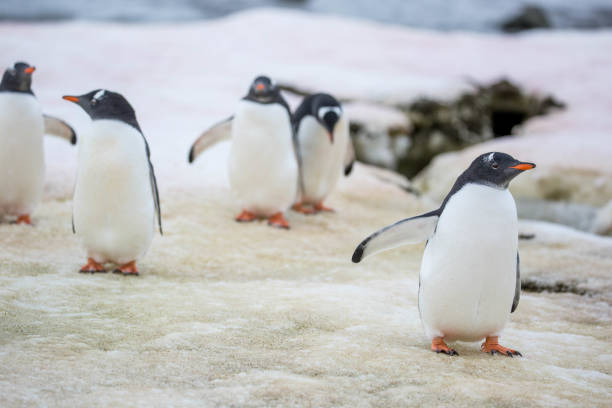 istock Antarctica: Gentoo Penguins at Damoy Point 689875788