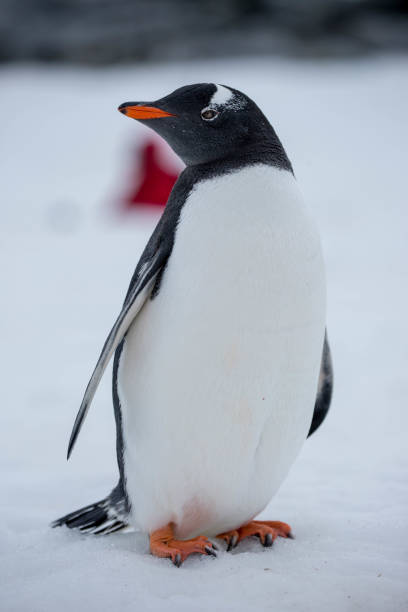 istock Antarctica: Gentoo Penguin at Damoy Point 689875964