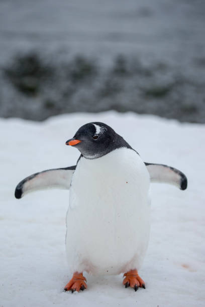 istock Antarctica: Gentoo Penguin at Damoy Point 689876014