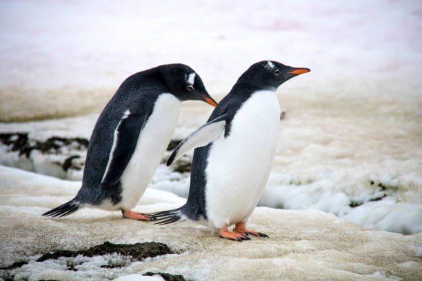 istock Antarctica: Gentoo Penguins at Damoy Point 689876074