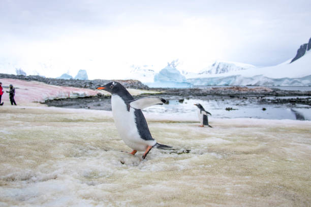 istock Antarctica: Gentoo Penguin at Damoy Point 689878144
