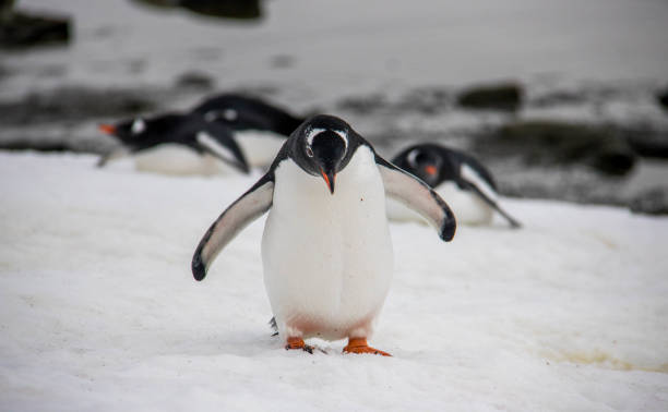 istock Antarctica: Gentoo Penguin at Damoy Point 689878178