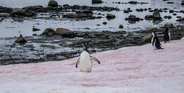 istock Antarctica: Gentoo Penguin at Damoy Point 689878400