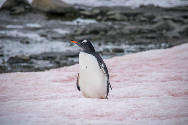 istock Antarctica: Gentoo Penguin at Damoy Point 689878486